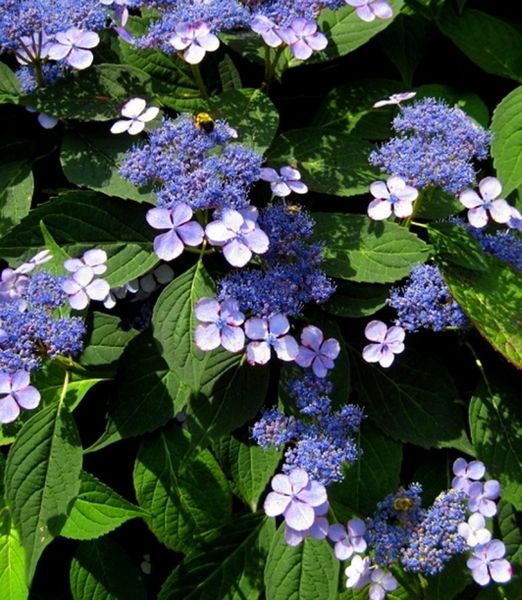 Hydrangea serrata 'Blue Bird'